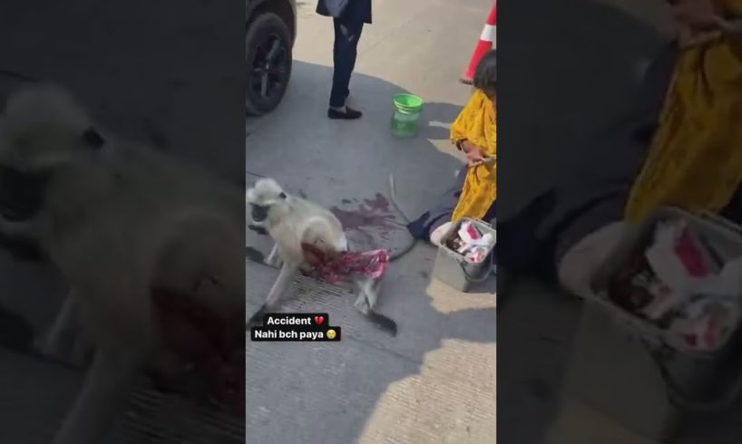 accident nahi bach paya 💔 ( part 1 ) / #shorts #monkey #shortfeed #animal #rescue