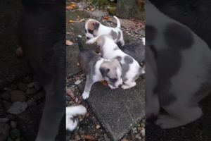 cute puppies but which one is the cutest? #viral #shorts