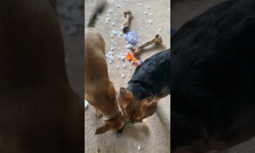 cutest puppies break toy squirrel