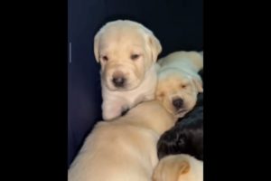 cutest puppies#status #youtube #viral #cute #short