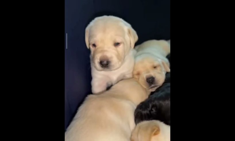 cutest puppies#status #youtube #viral #cute #short