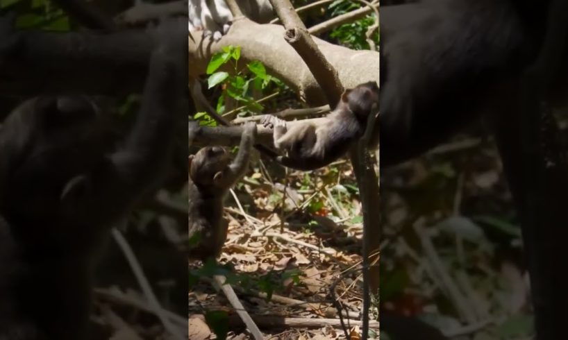 monkey playing short video #monkey#monkeylove#cuteanimals#animals#love#life#animalmonkey#funnymonkey