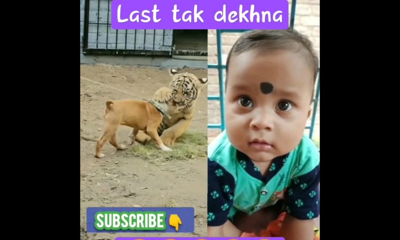 tiger (animal) 😾 | animal fights | puppy vs baby tiger playing #shorts #ytshorts #youtube