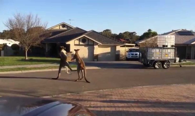 wild kangaroo street fight Aussie style