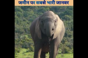 ज़मीन पर सबसे भारी जानवर।heaviest animal on land।#elphents #hathi #facts