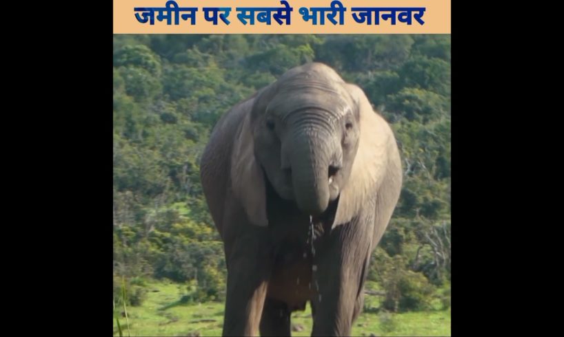 ज़मीन पर सबसे भारी जानवर।heaviest animal on land।#elphents #hathi #facts