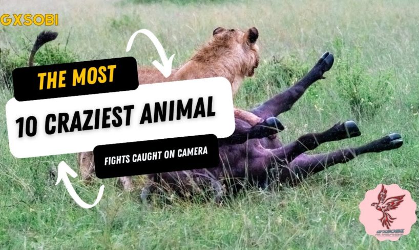 10 craziest animal fights caught on camera#hindi video#urdu video#indian story