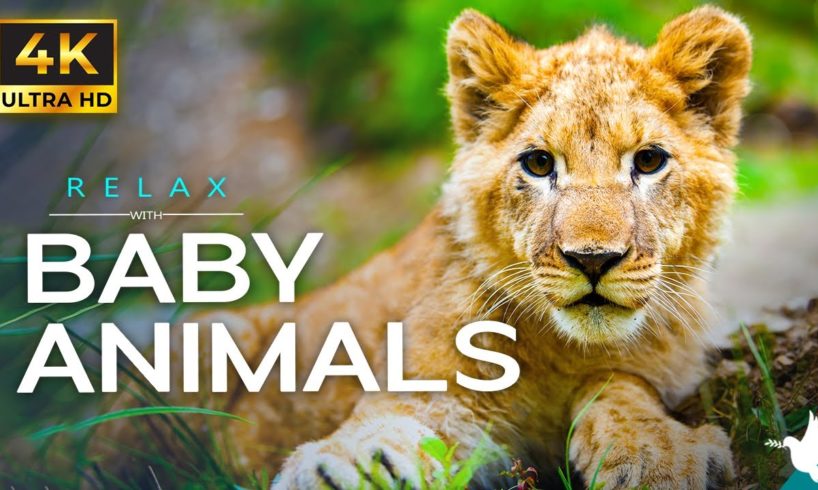 11 Hours of Baby Animals Live Stream | Relax, Sleep with ambient piano music and cute baby animals.