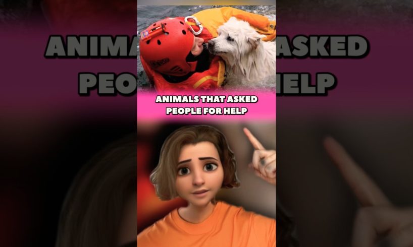 ANIMALS THAT ASKED PEOPLE FOR HELP 🥹 #rescue