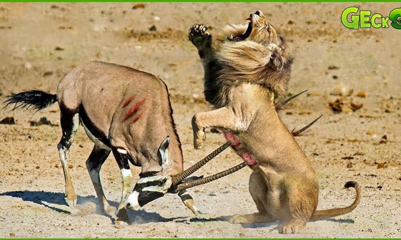 30 Horrific Moments When Deadly Horns Crush Predators | Animal Fight