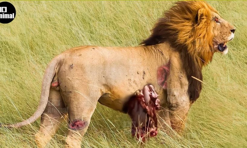 30 Moments Wild Animal Hunting Compilation |  Pride of lions hunting | Animal Fight