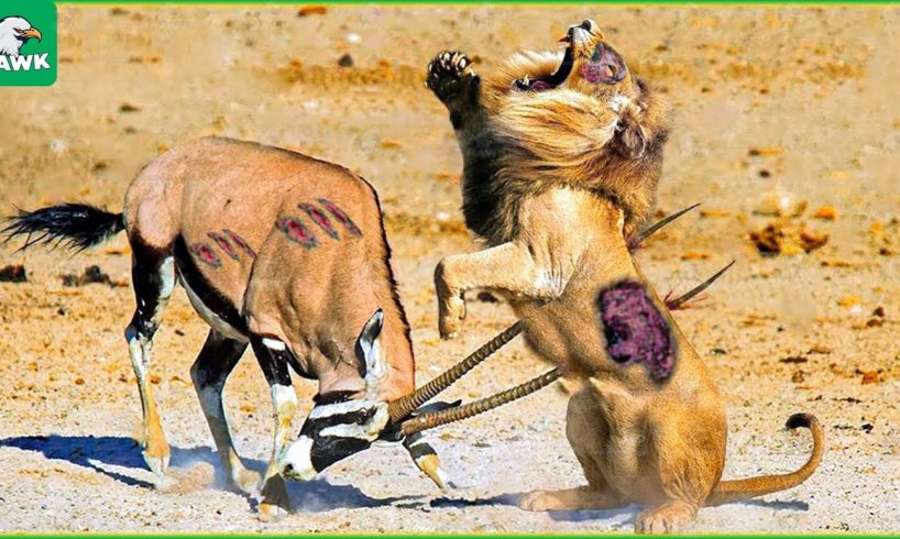 30 Scary Moments When Deadly Horns Crush Predators | Animal Fight