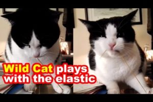 🐱 'Wild Cat' (Selvaggia) plays with the elastic. 'Small Cat' looks from afar … 🐱