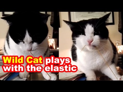 🐱 'Wild Cat' (Selvaggia) plays with the elastic. 'Small Cat' looks from afar … 🐱