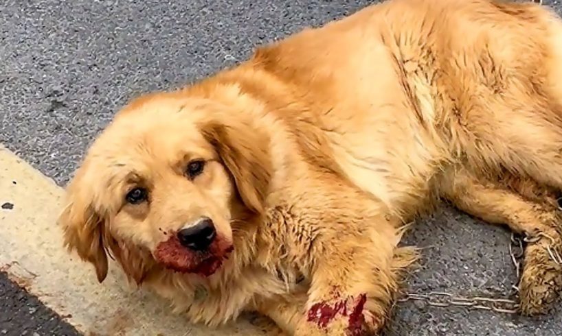 A bloody dog lying dying on the street, when he was desperate, he met a good couple