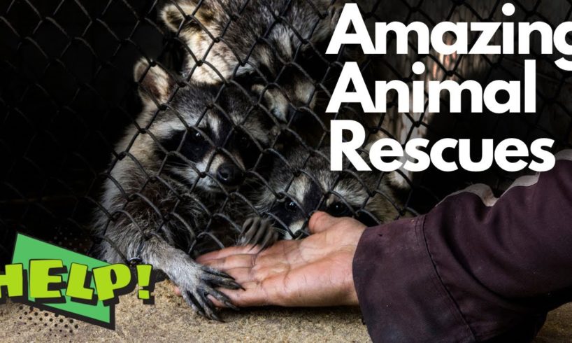 ANIMALS THAT ASKED PEOPLE FOR HELP / ANIMAL RESCUES