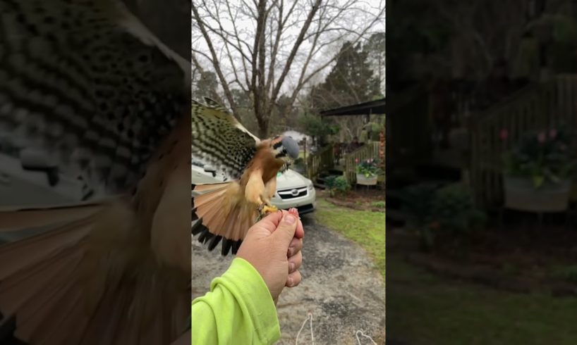 American Kestrel coming in hot during training! #falcon #bird #animals #falconry #training #wildlife