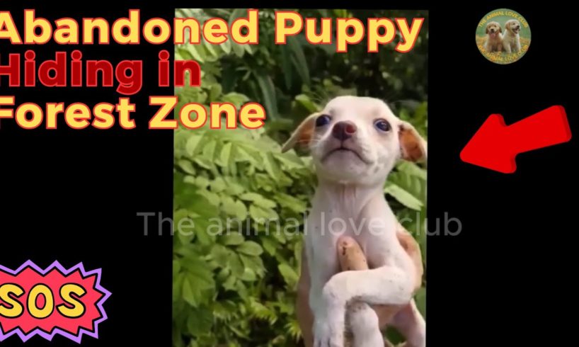 Animal Rescue Team Rescues Abandoned Puppy Hiding in Forested Zone | The animal love club