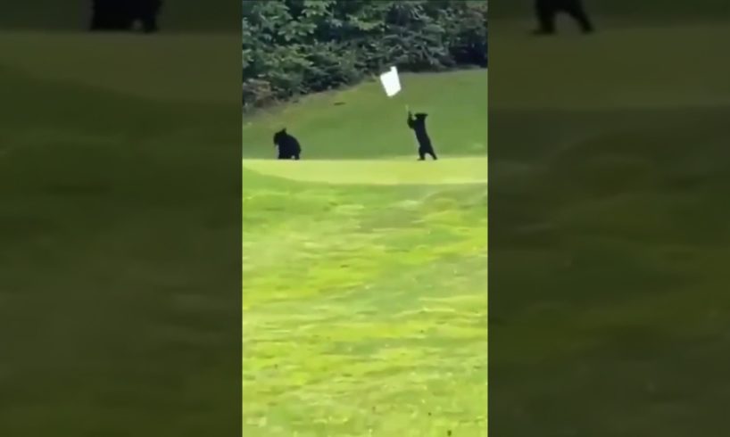 Baby bears playing onthe golf field🐻⛳#shorts #shortvideo #shortsfeed #youtubeshorts #animals #funny