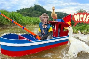 Baby monkey Bim Bim rescues ducklings from shark