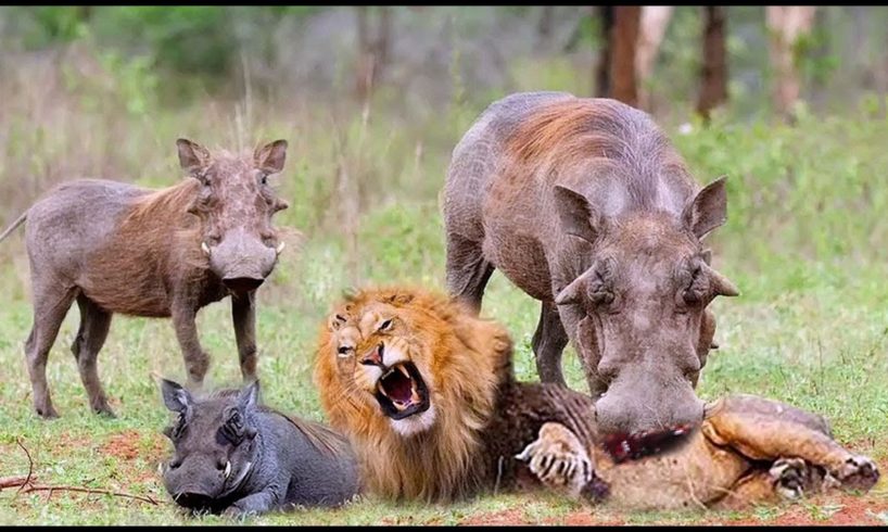 Brave mother Warthog rescues her baby from Wild Animal hunting | Poor Baby Animals