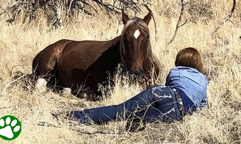 Bullied wild stallion chooses new family