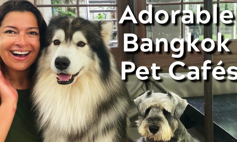 CUTEST DOGS BANGKOK PET CAFES! Racoons Meercats Foxes too! Little Zoo Cafe & Dogs in Town