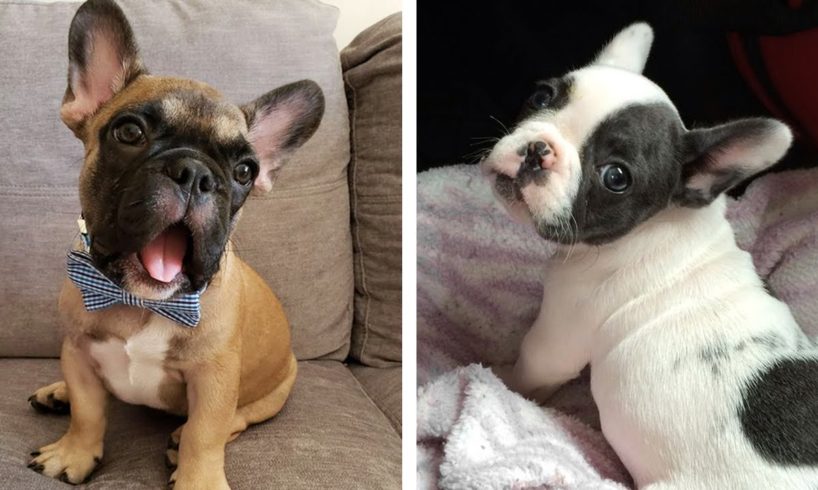 😍CUTEST PETS on Planet? 💖Adorable & Funny Bull Dog's that Will Make Your Day 🥰