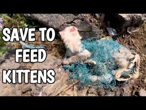 Cat Rescued From Net While Kittens Crying Out Loud For Mother Cat!