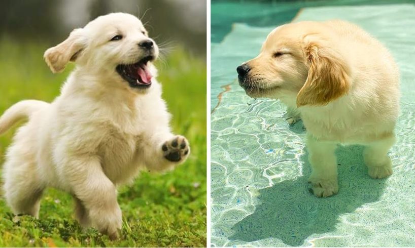 Cute Golden Dog Help You Relax After Tiring Day 🐶🥰| Cute Puppies