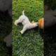 Cute dog playing #hd_video #animals #dog #cutepuppy #cutedogplaying #cutedogs #viral #viealvideo