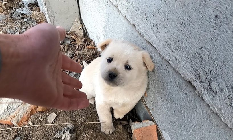 Cute poor puppy crying asking for help | Animal rescue that melt your heart