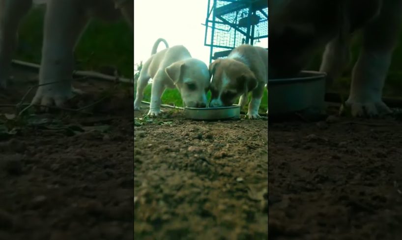 Cute puppies Drinking water TAJ puppies WORLD CUTEST puppies #viral #dog viral puppies