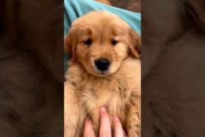 Cutest Puppy Ever!   #shorts #shortvideo #puppy #puppies #love #cute #doglover #dog