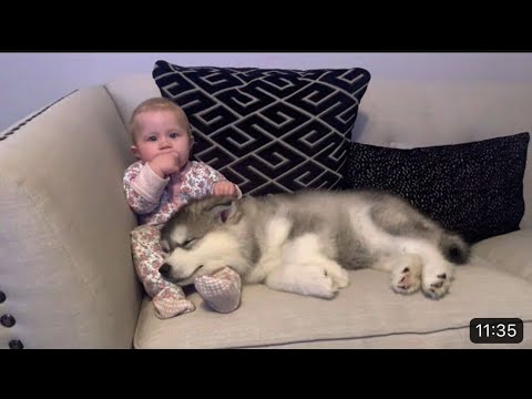 Cutest dogs videos ever 🥰😘