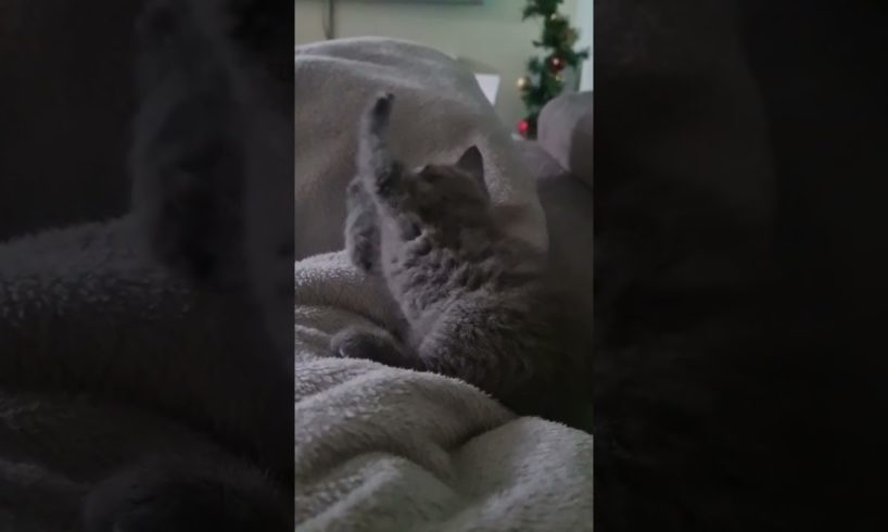 Cutest kitten ever! British Blue Cat playing #cat #britishshorthair #funnycat #britishbluecats