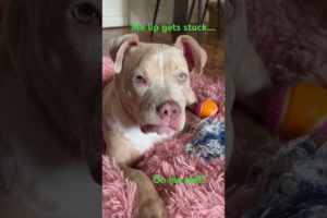 Cutest puppy’s lip stuck on her teeth🤣😂#cutepuppiesfunnyvideos #pitbull #funnypuppy #puppies #dog