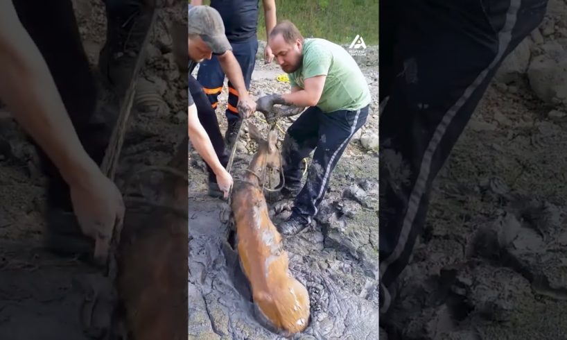 Deer Rescued from Mud Pit | People Are Awesome #shorts