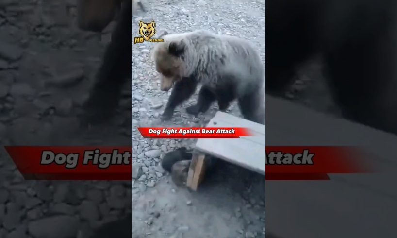 Dog Fight To Saves Puppies from Bear 😱 #shorts #dog #animals