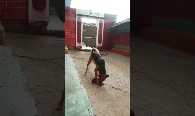 Dog Playing #trending #animals #shorts