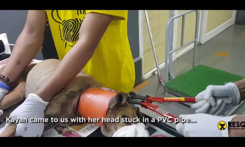 Dog Rescue From PVC Pipe | Animal Rescue, India