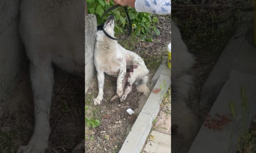 Dog Was Hit By Car And Left Alone Near A Church. Some Selfish People Wanted To Left Him Die...