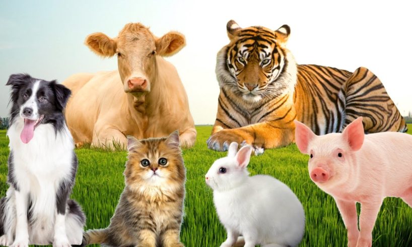 Farm animals, animal sounds: cow, dog, cat, chicken, pig,...