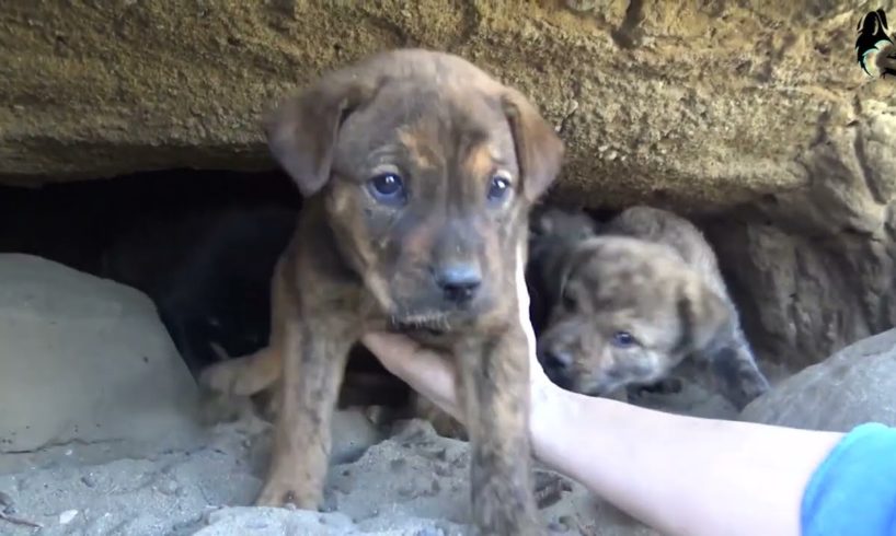 Follow the animal rescue team to save the poor little puppy trapped in the dark cave