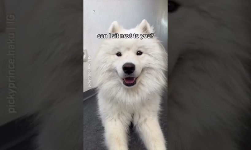 Funny animals videos I found on Instagram 104