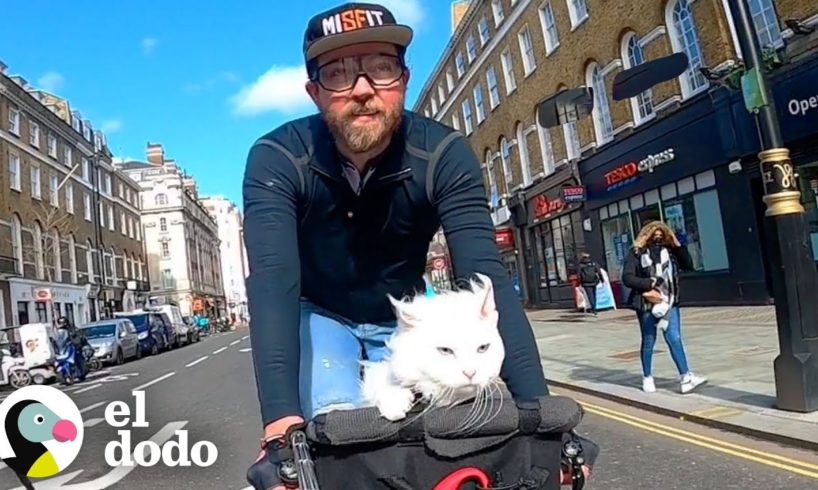 Gato sordo le encanta pasear por Londres con su papá | Cat Crazy | El Dodo