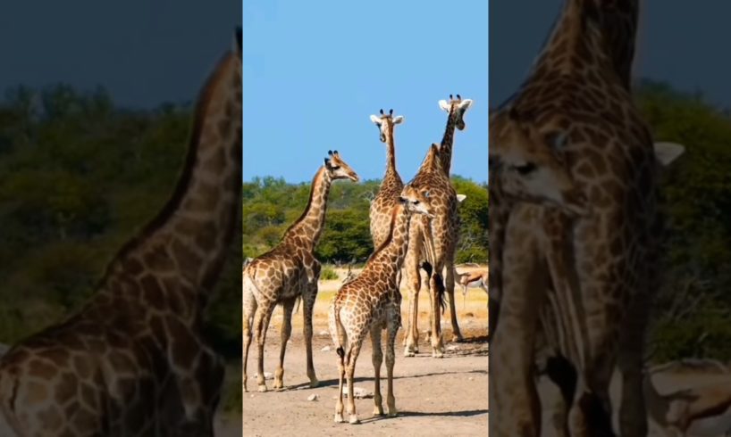 Giraffe Sounds|Learn Animals With Kiddopedia #youtubeshorts #animals #shorts