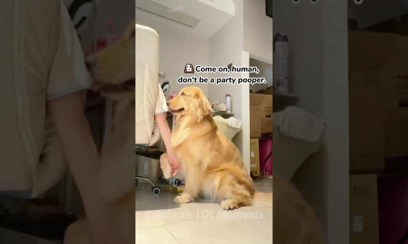 🐕Hilarious Videos of Dog's Daily Life🤣 | Animals LOL Moments #funnyanimals #funnydogs #shortsviral