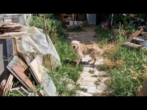 His owner died and he became an orphan dog ...