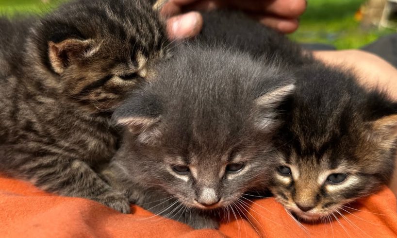 Kittens playing, Cats falling & more!🙀 #cats#kitten#slime#animal#fighting#beauty#love#cuteanimals